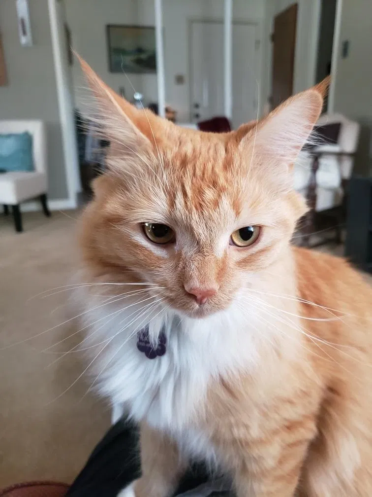 Lost cat in Rock Hill, SC, 29730