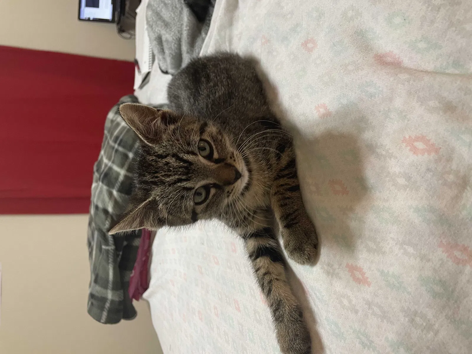 Lost cat in Katy, TX, 77449