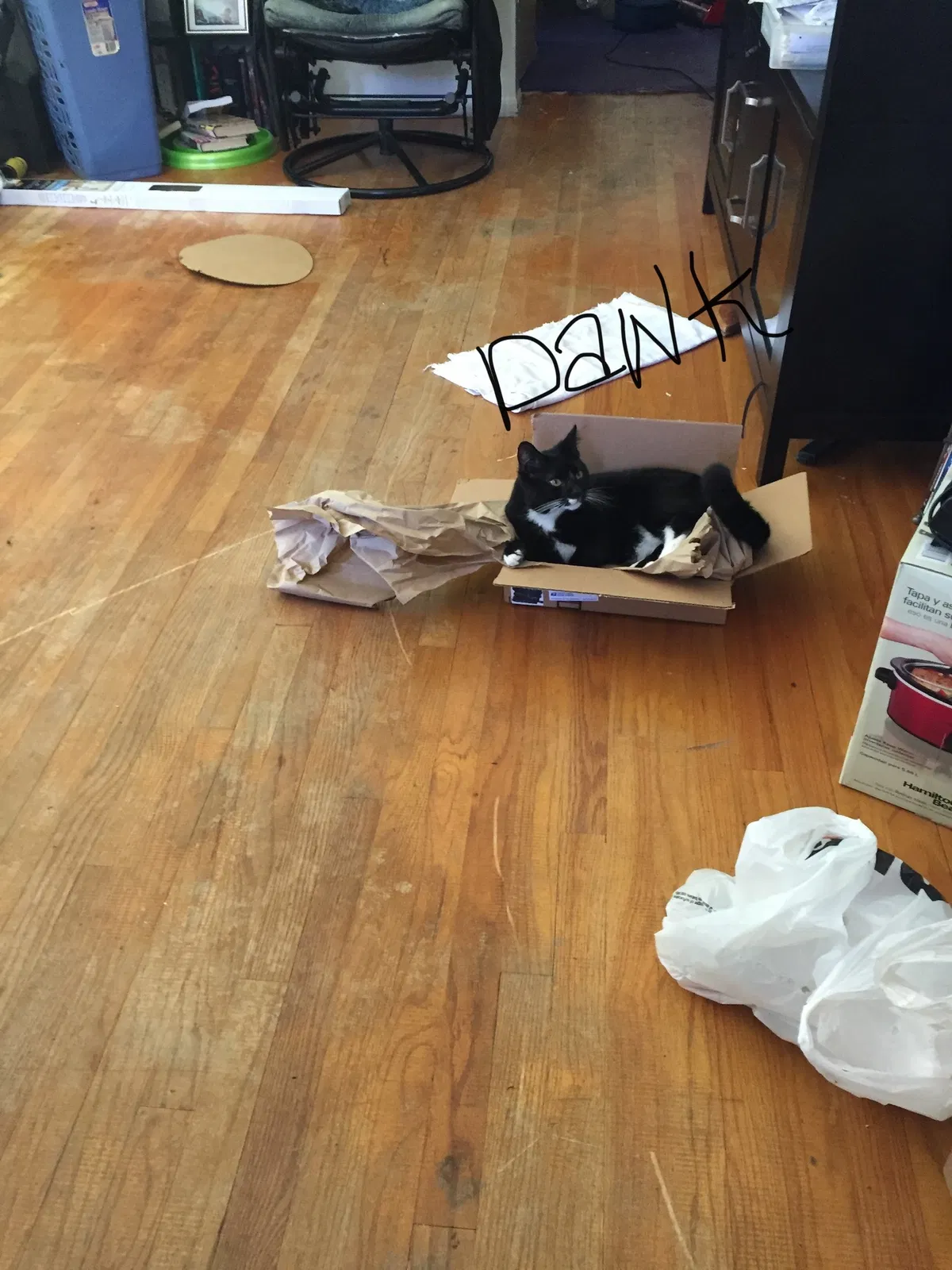 Lost cat in Redford, MI, 48239