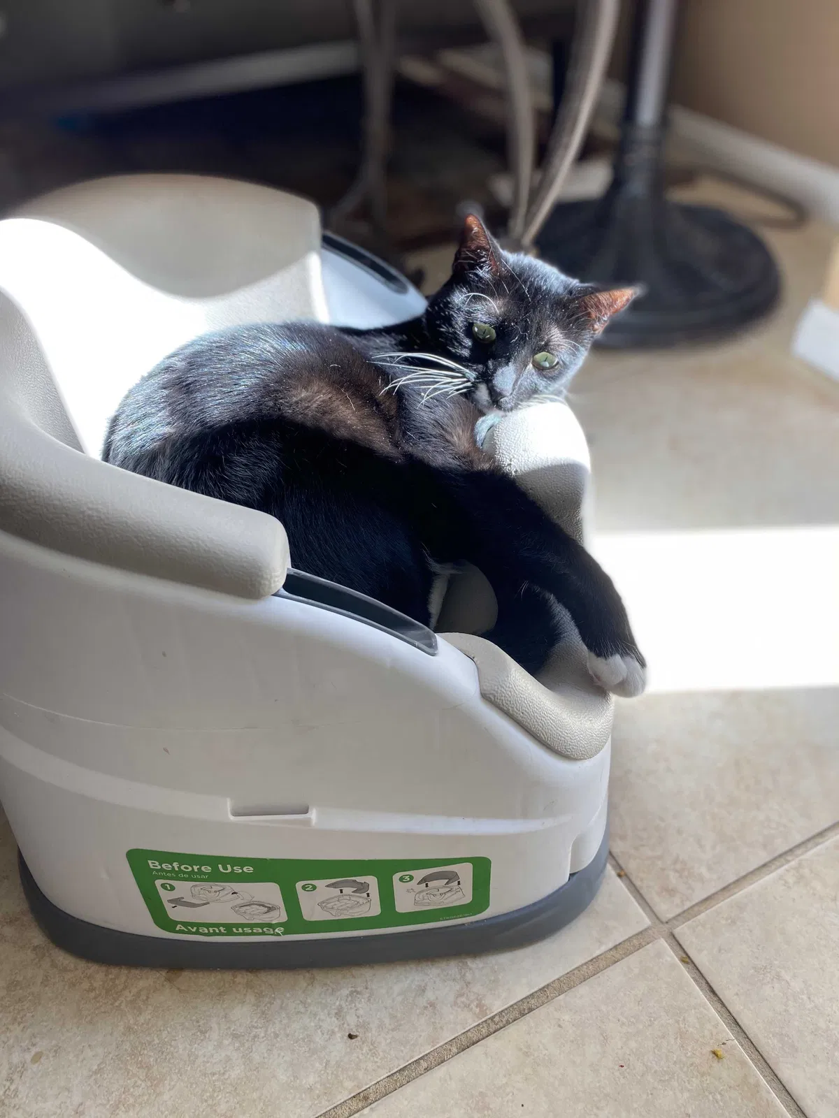Lost cat in Orange, CA, 92865