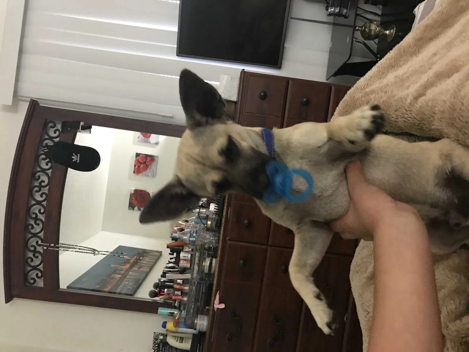 Lost dog in Austin, TX, 78721