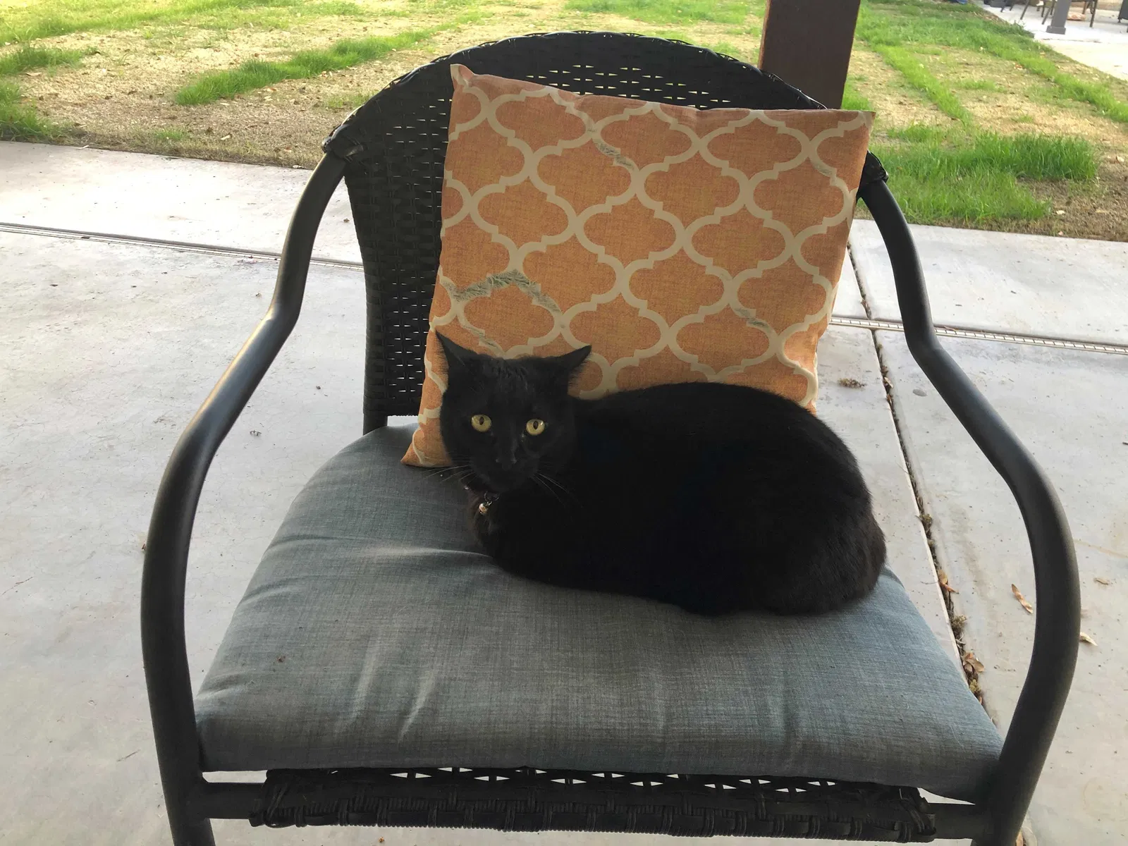 Lost cat in Mesa, AZ, 85213