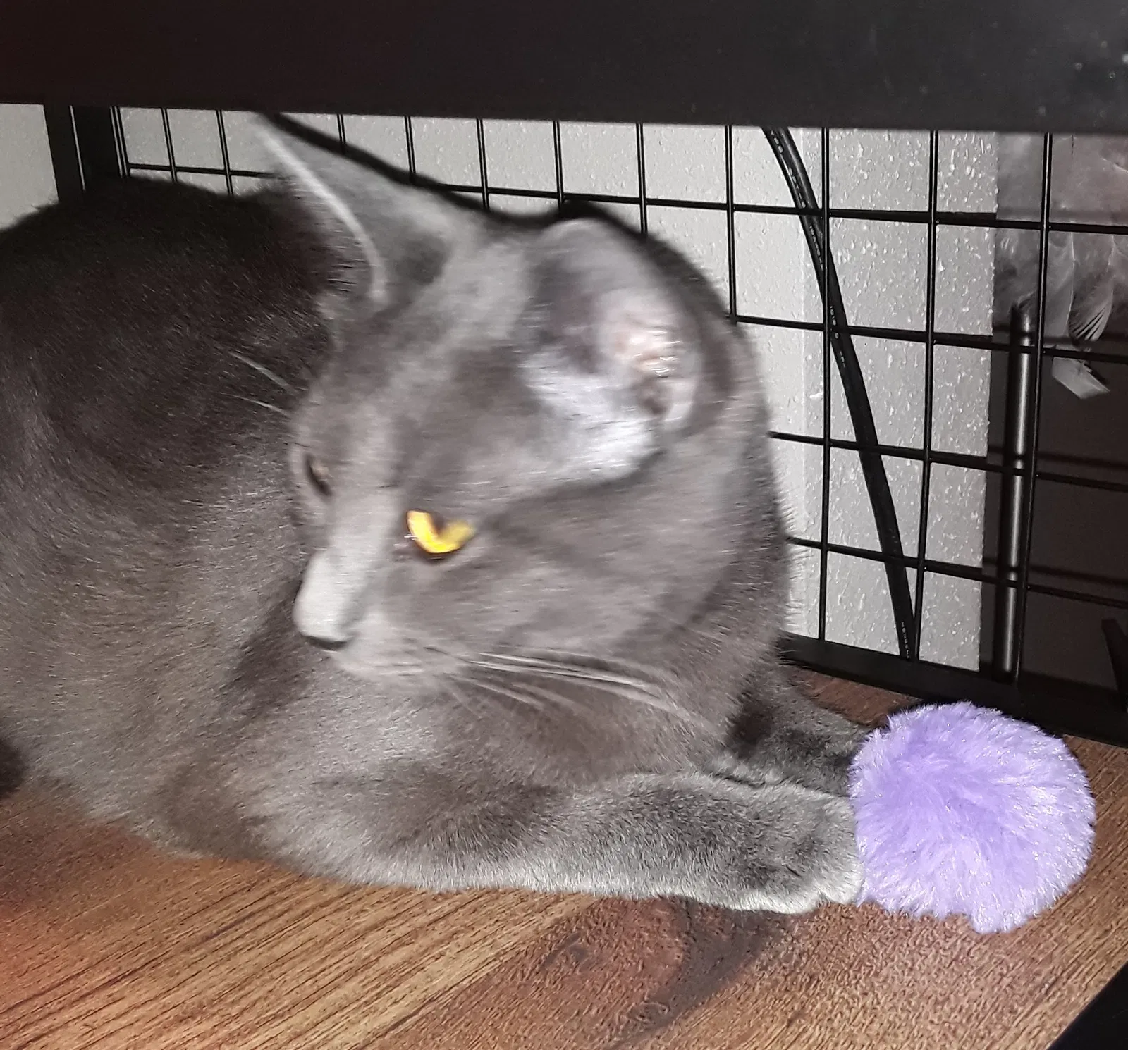 Lost cat in Spring, TX, 77373