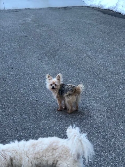 Lost dog in Franklin, NH, 3235