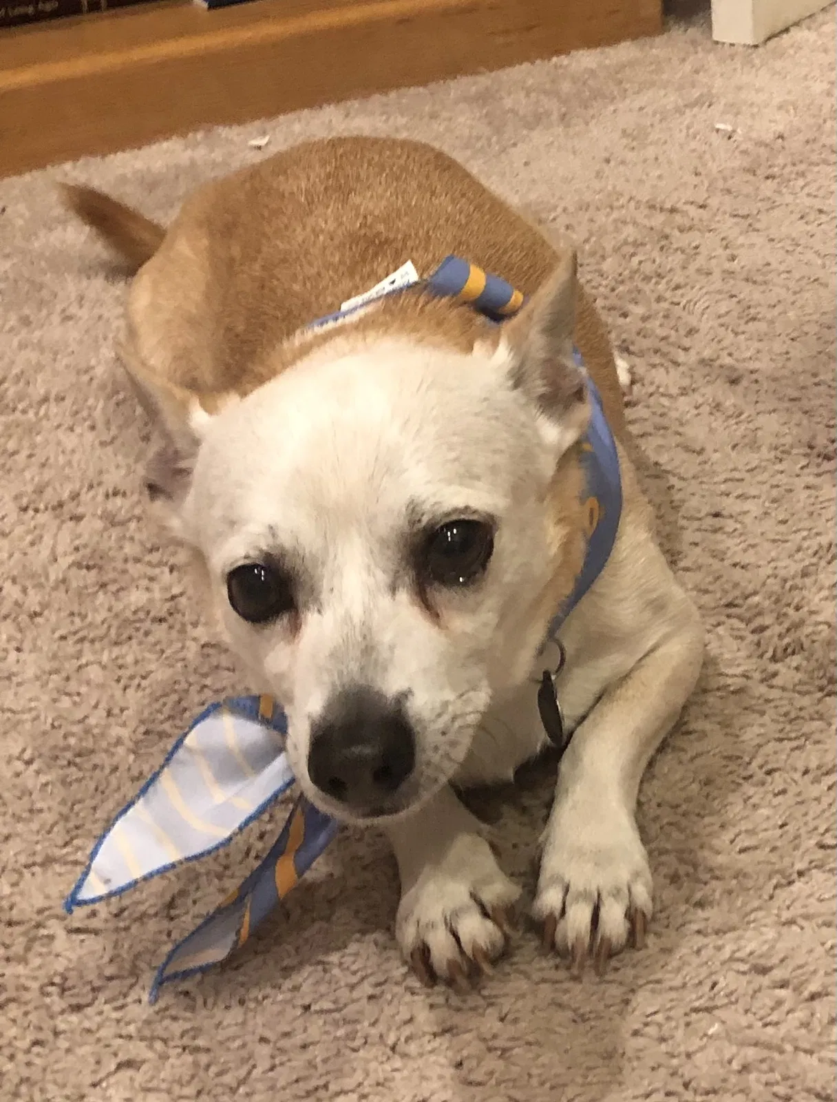 Lost dog in American Canyon, CA, 94503