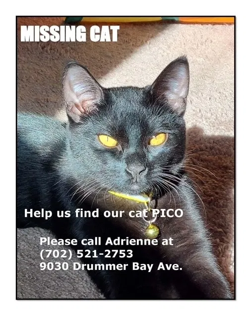 Lost cat in Las Vegas, NV, 89149