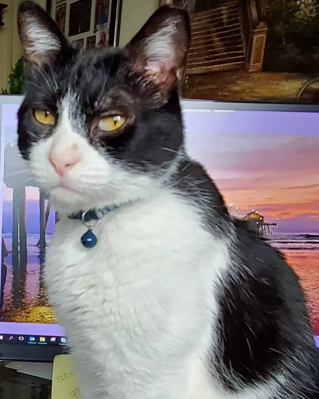 Lost cat in Huntington Beach, CA, 92647