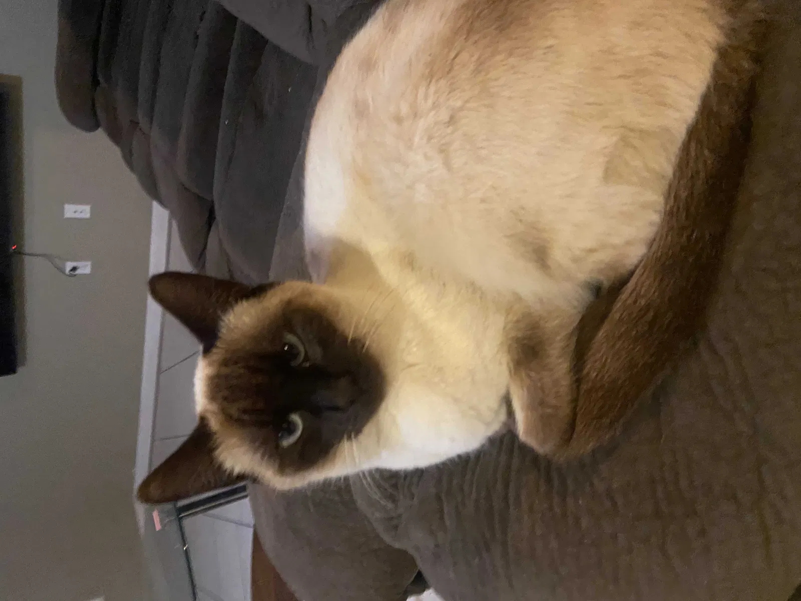 Lost cat in Visalia, CA, 93292