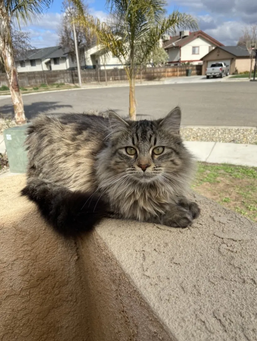 Lost cat in Visalia, CA, 93292