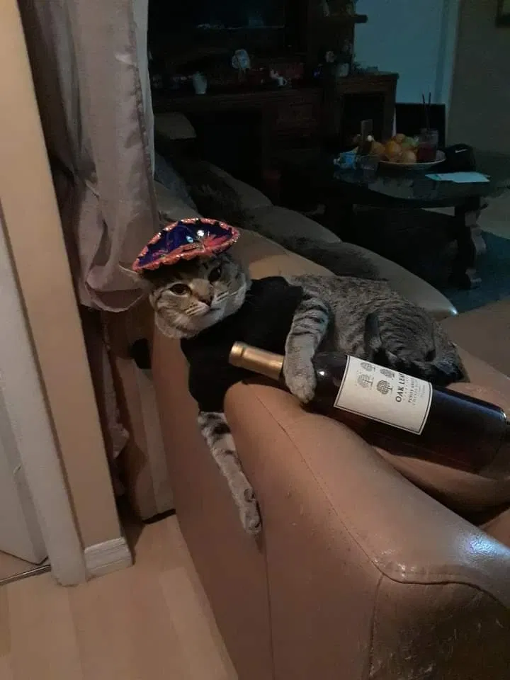 Lost cat in Fort Lauderdale, FL, 33334