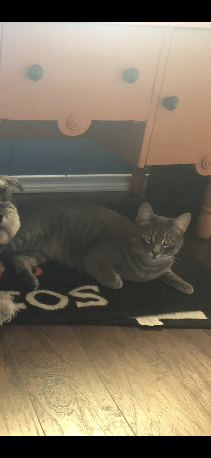 Lost cat in Fort Worth, TX, 76134