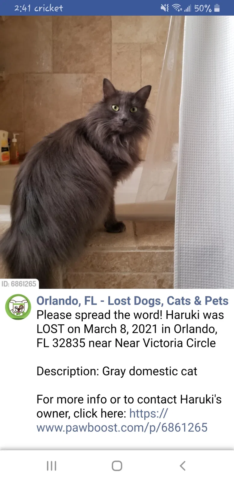 Lost cat in Orlando, FL, 32835
