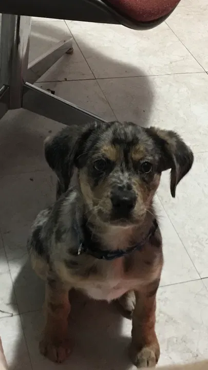 Lost dog in Portland, TX, 78374