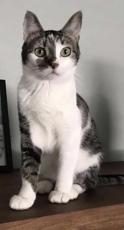 Lost cat in Garland, TX, 75044