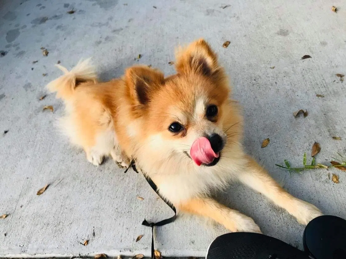 Lost dog in Corpus Christi, TX, 78415