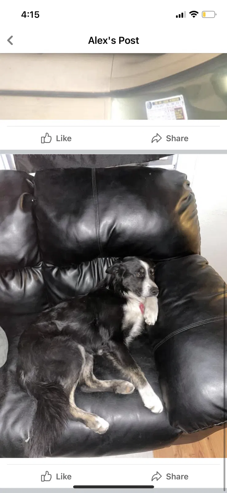 Lost dog in Caldwell, ID, 83605