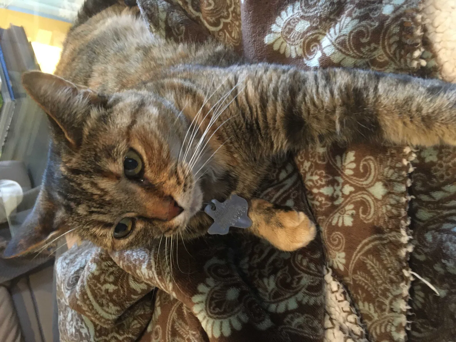Lost cat in Kingwood, TX, 77345