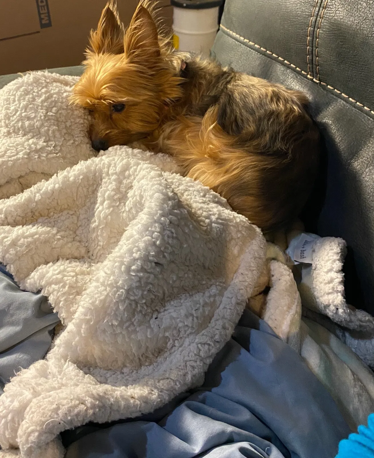 Lost dog in Salt Lake City, UT, 84109