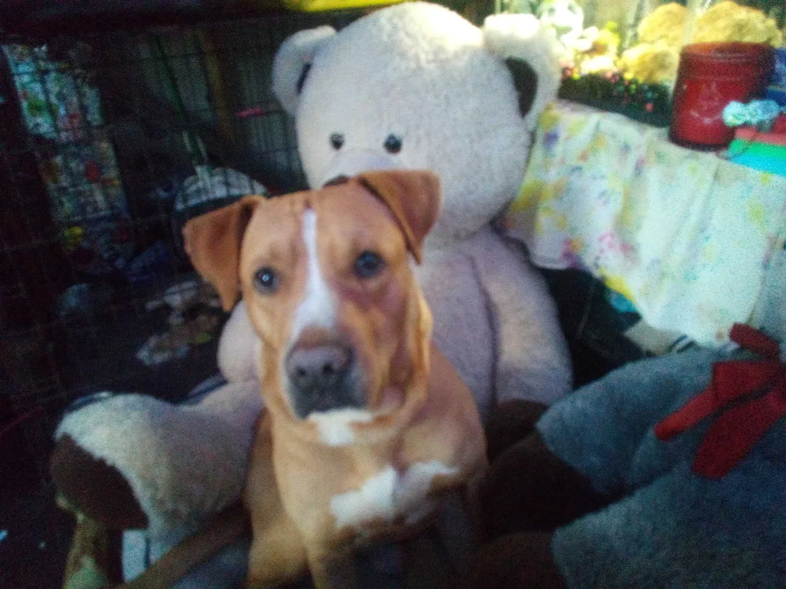 Lost dog in Live Oak, FL, 32060