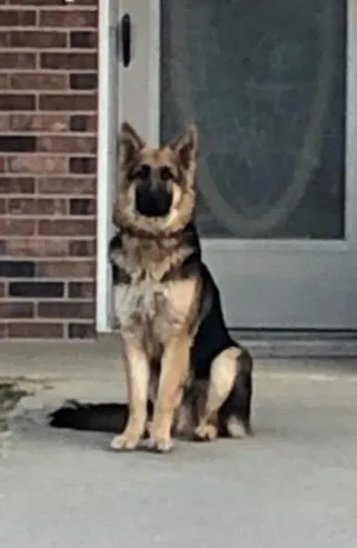 Lost dog in Fort Scott, KS, 66701
