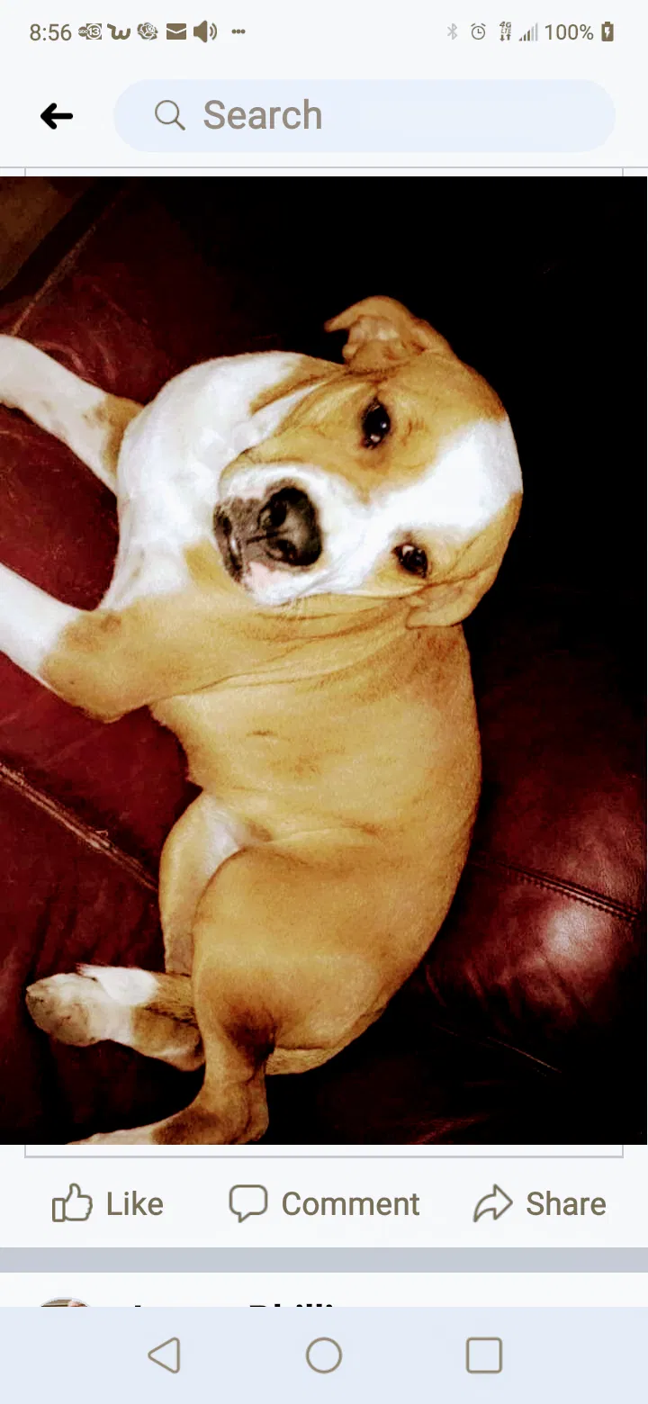 Lost dog in Alvin, TX, 77511