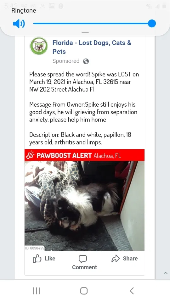 Lost dog in Alachua, FL, 32615
