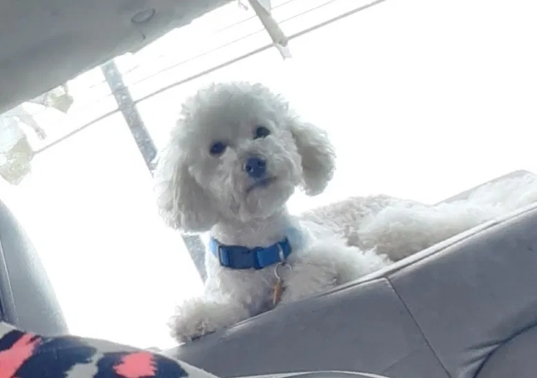 Lost dog in Killeen, TX, 76542