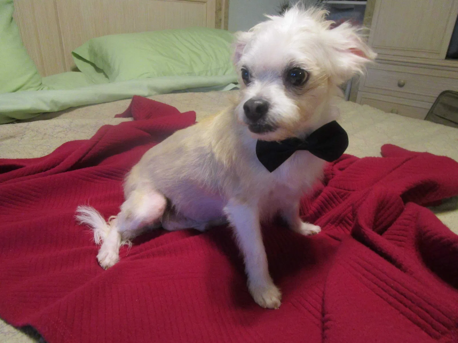 Lost dog in Fort Walton Beach, FL, 32548