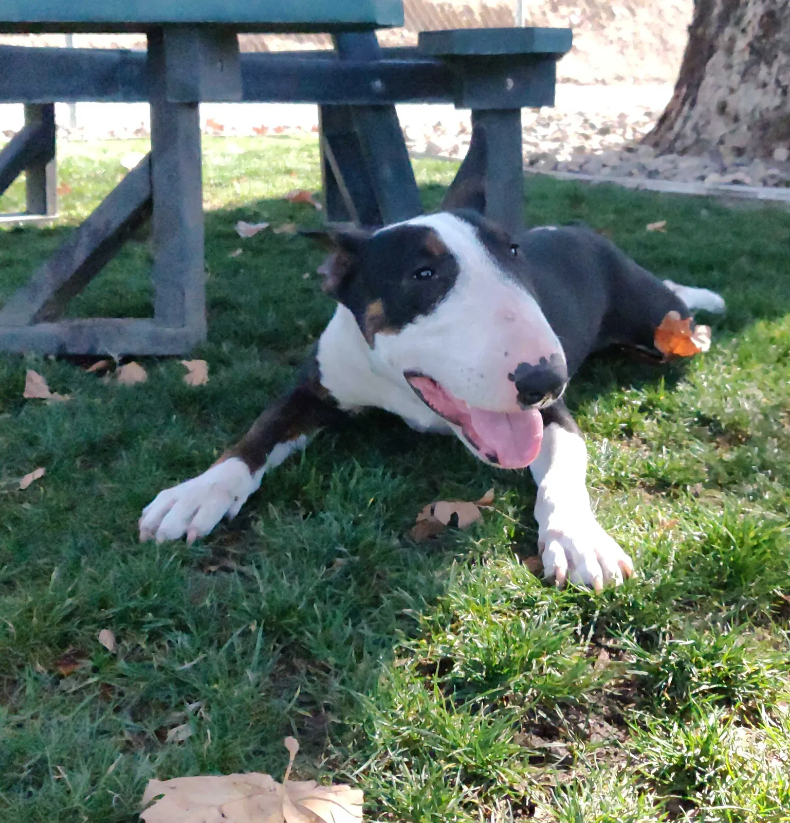 Lost dog in San Bernardino, CA, 92410