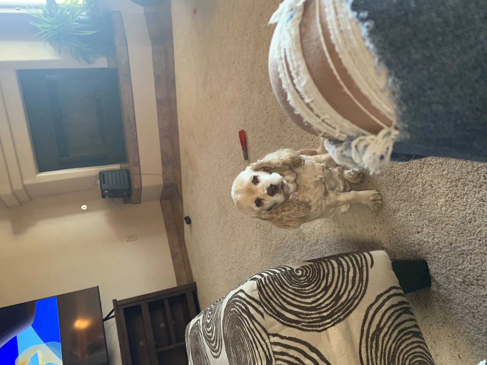 Lost dog in Las Cruces, NM, 88011