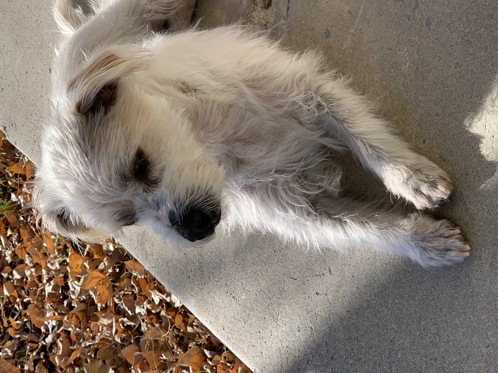 Lost dog in Hemet, CA, 92543