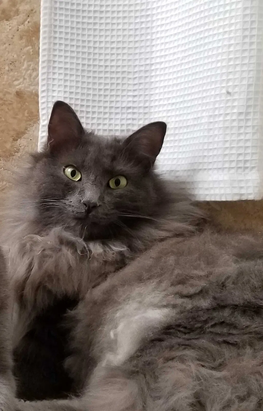 Lost cat in Orlando, FL, 32835
