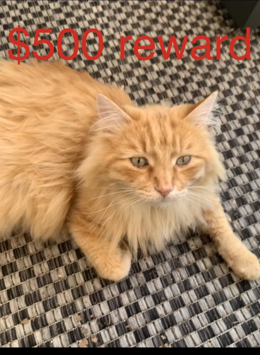 Lost cat in Agoura Hills, CA, 91301