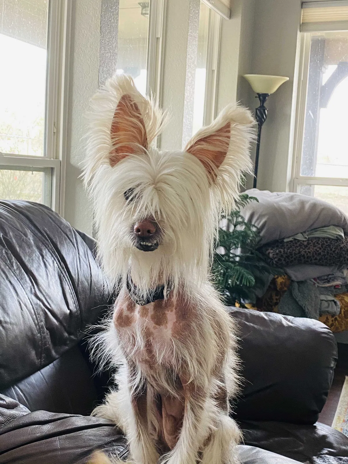 Lost dog in Fort Worth, TX, 76108