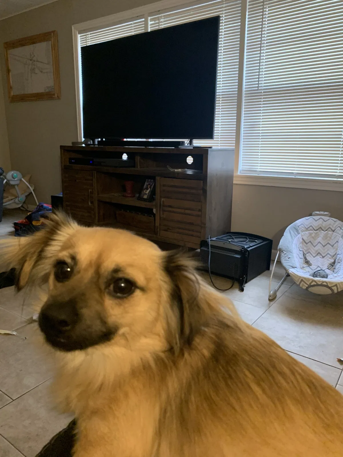 Lost dog in Liberty, TX, 77575