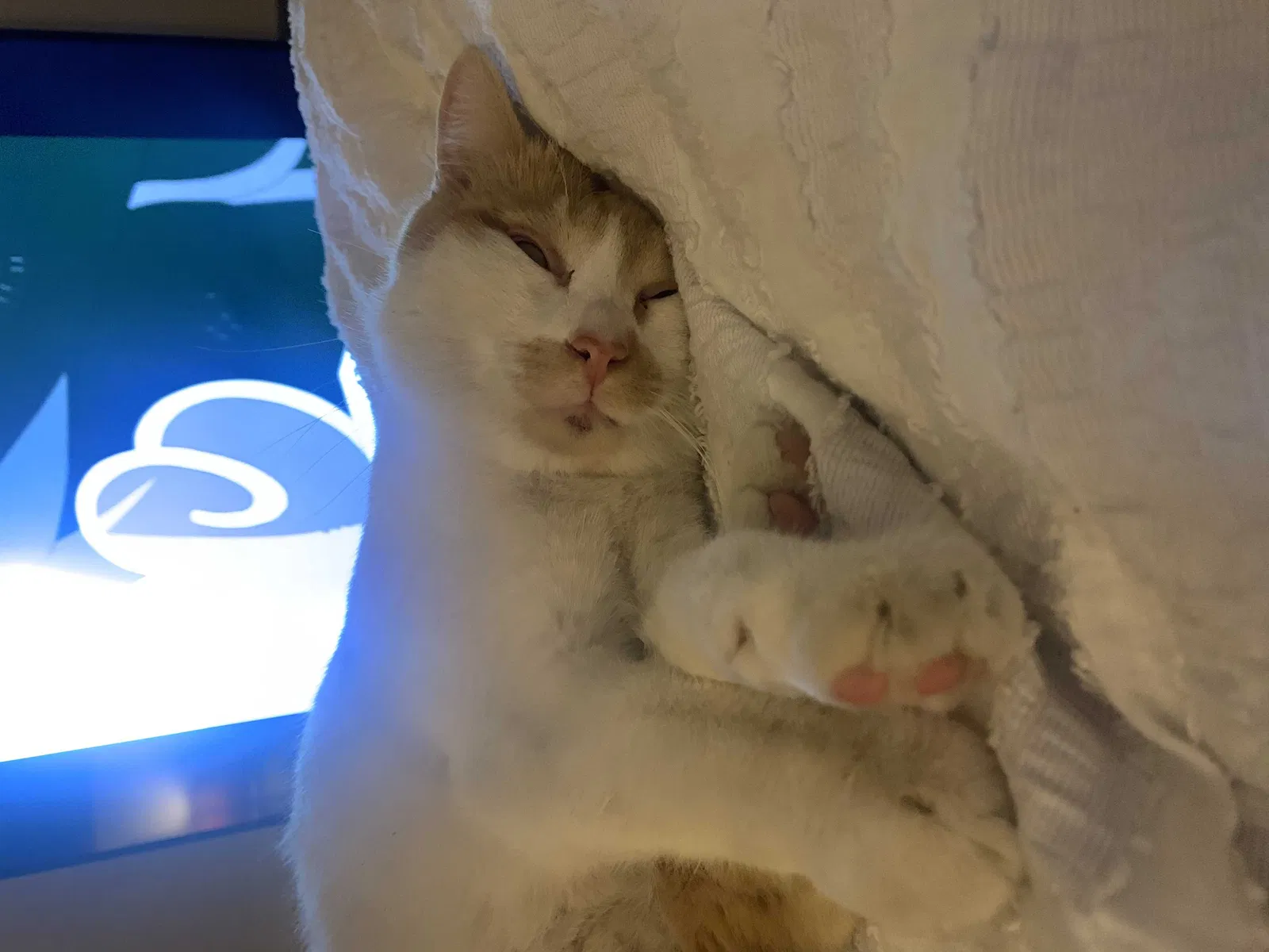 Lost cat in Rio Rancho, NM, 87124