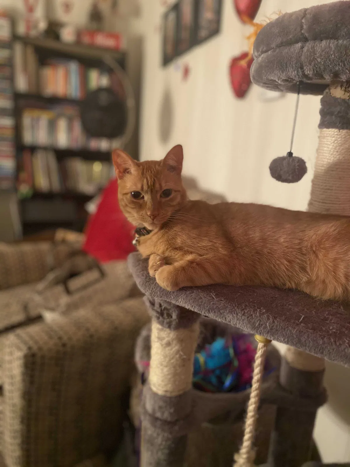 Lost cat in Westerville, OH, 43081