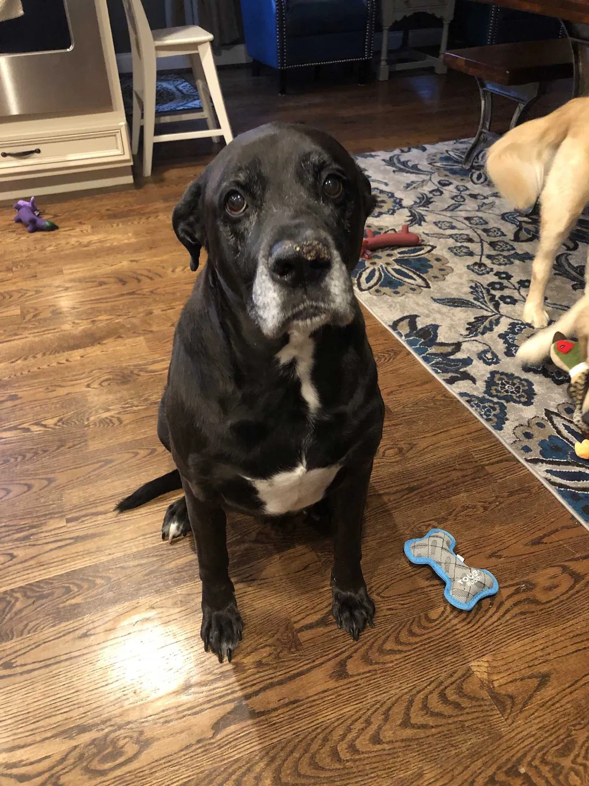 Lost dog in Lebanon, OH, 45036