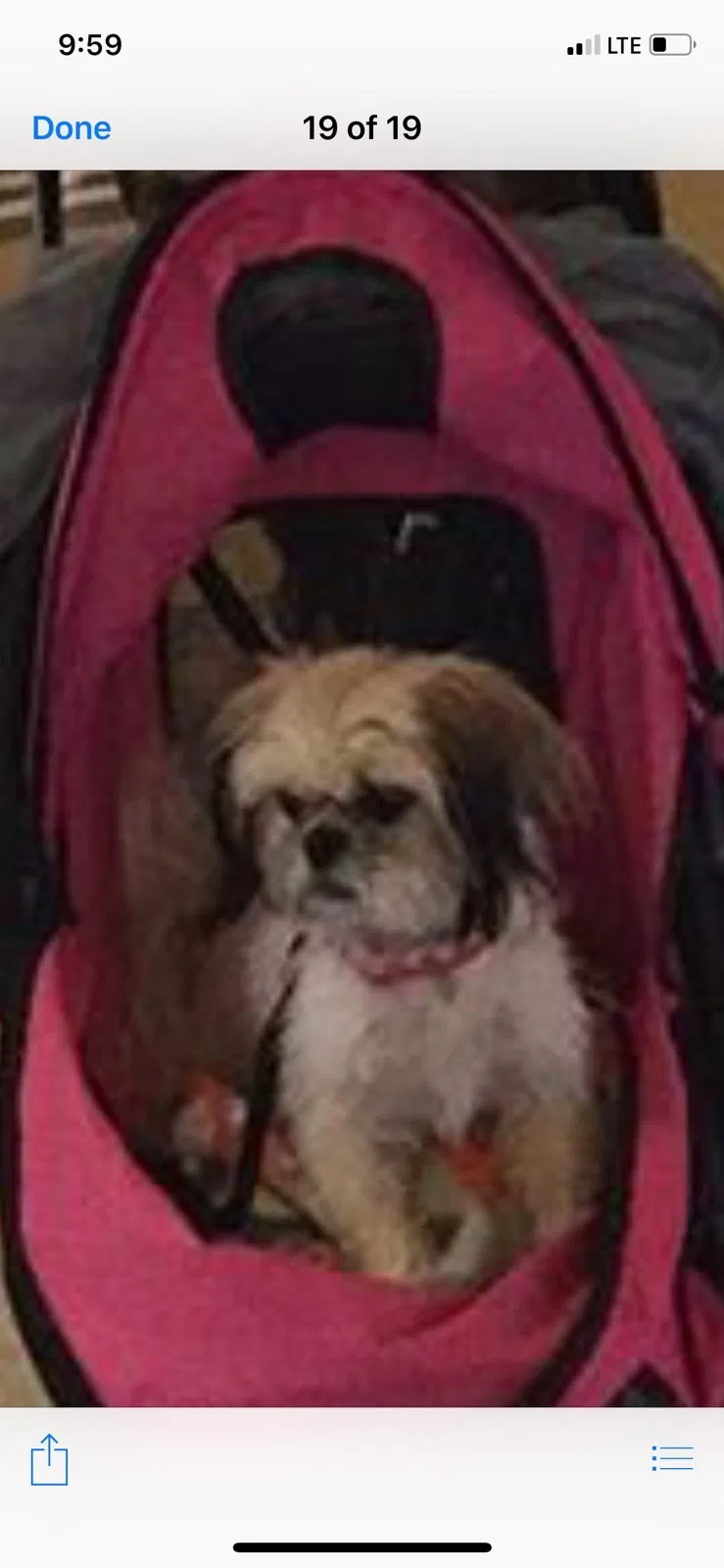 Lost dog in Phoenix, AZ, 85051