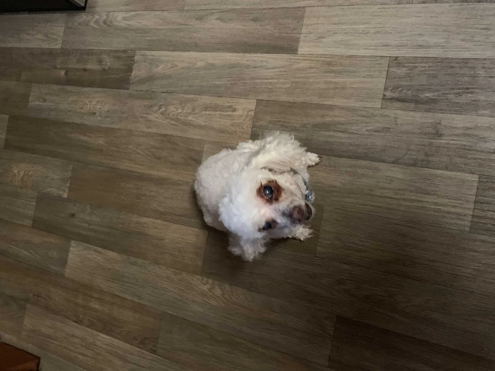 Lost dog in Oil City, PA, 16301