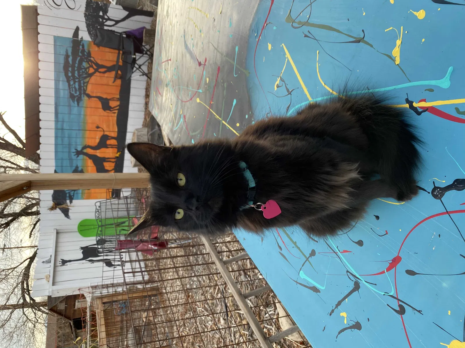 Lost cat in Reno, NV, 89512