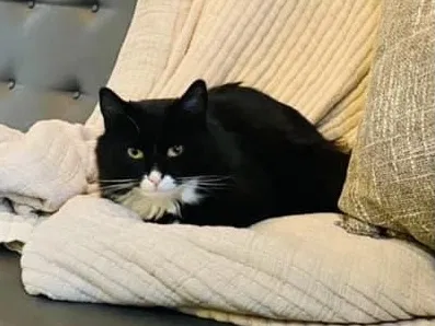 Lost cat in Lenoir City, TN, 37771