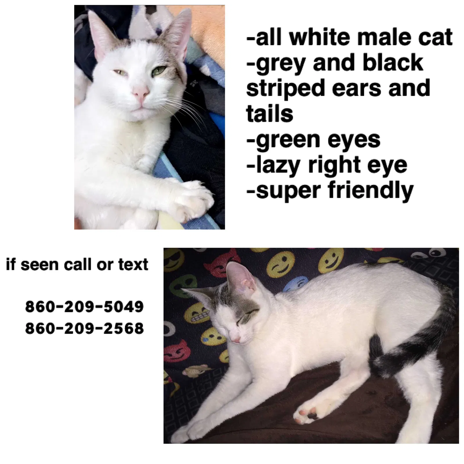 Lost cat in Hartford, CT, 6114