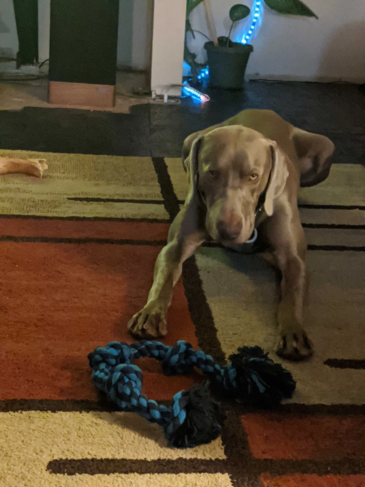 Lost dog in Warsaw, OH, 43844