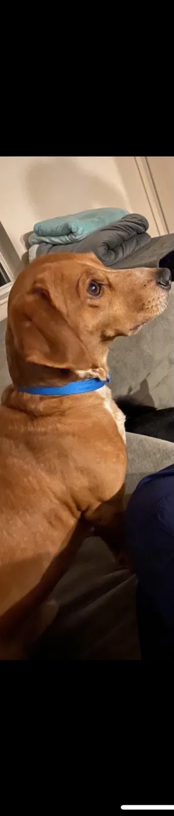 Lost dog in Columbus, OH, 43204