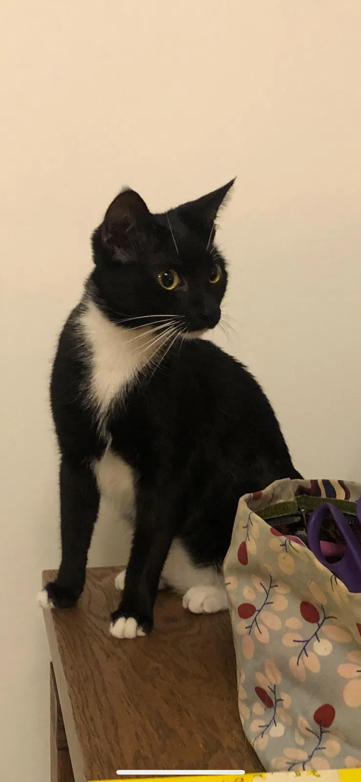 Lost cat in Miami, FL, 33138