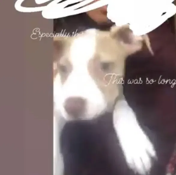 Lost dog in San Pablo, CA, 94806