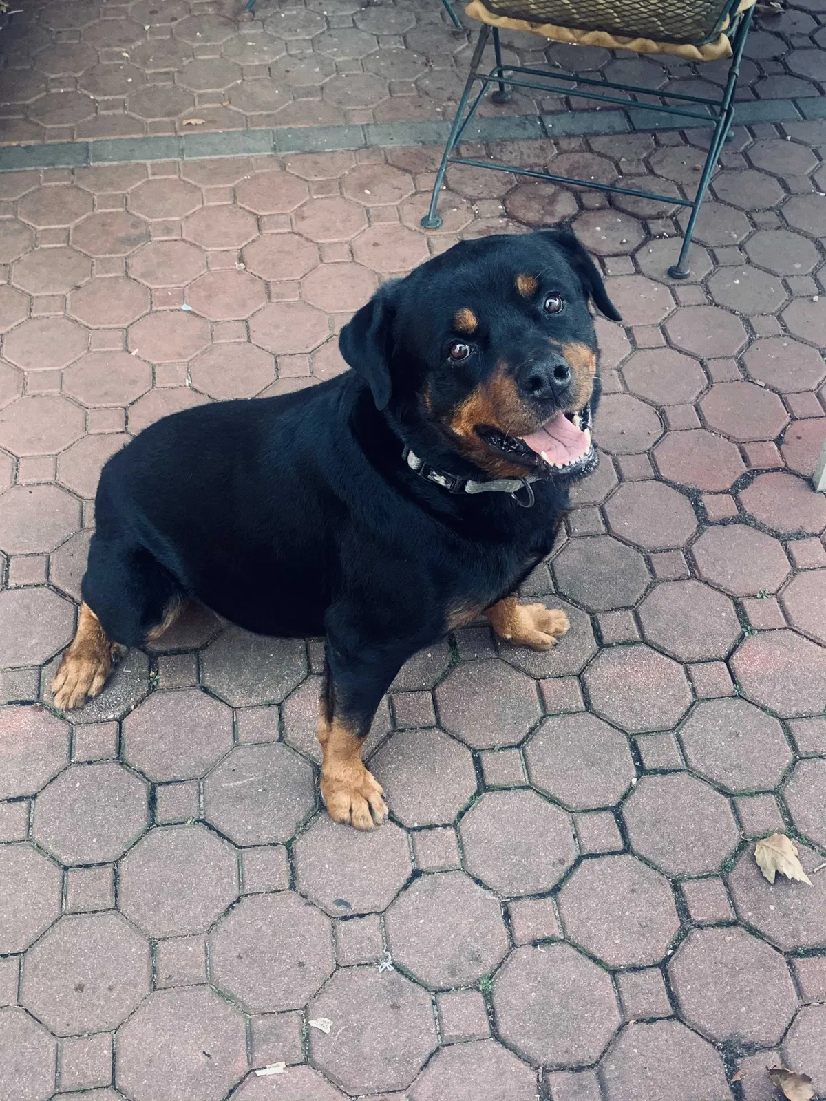 Lost dog in Queens Village, NY, 11429