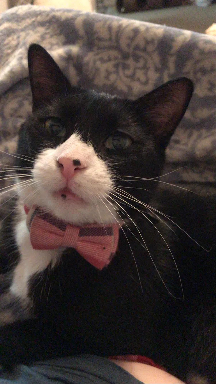 Lost cat in Garner, NC, 27529