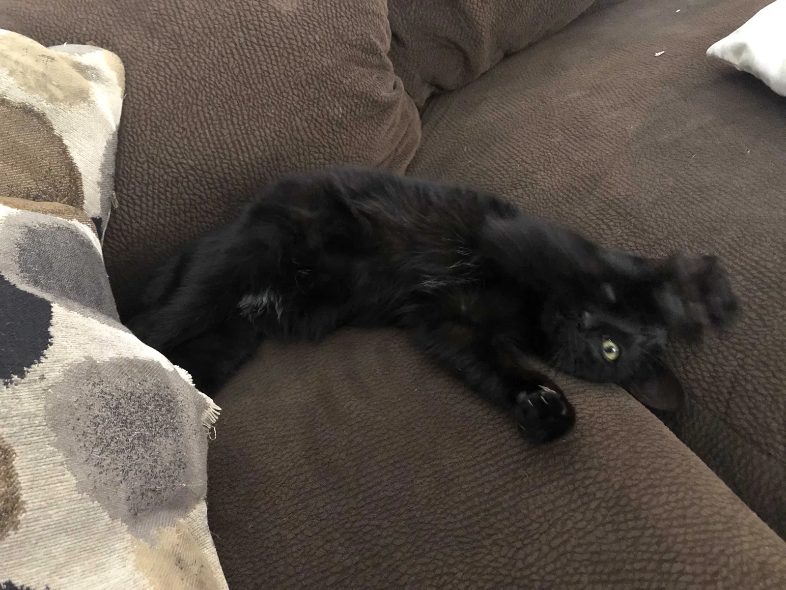 Lost cat in Red Wing, MN, 55066
